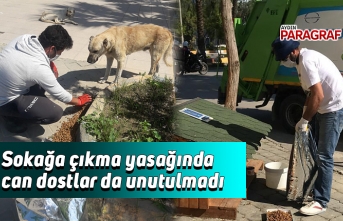 Sokağa çıkma yasağında can dostlar da unutulmadı
