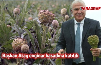 Başkan Atay enginar hasadına katıldı