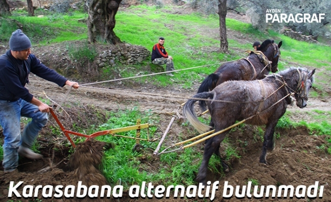 Karasabana alternatif bulunmadı