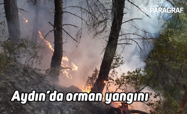 Aydın’da orman yangını