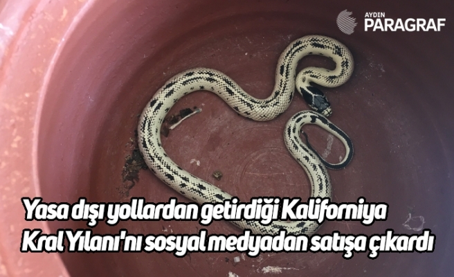 Yasa dışı yollardan getirdiği Kaliforniya Kral Yılanı'nı sosyal medyadan satışa çıkardı
