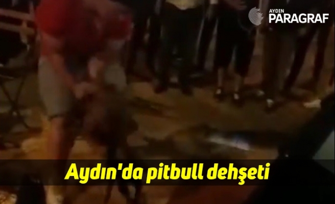Aydın'da pitbull dehşeti