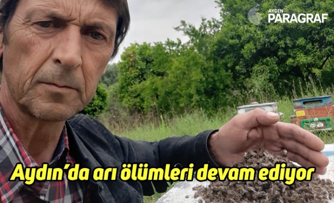 Aydın’da arı ölümleri devam ediyor