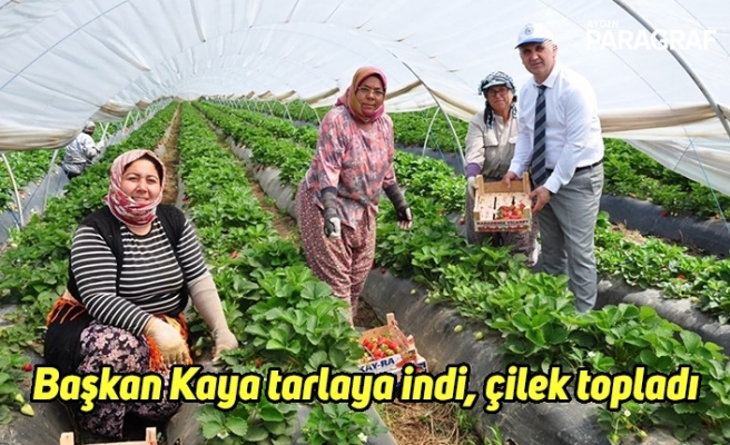 Başkan Kaya tarlaya indi, çilek topladı