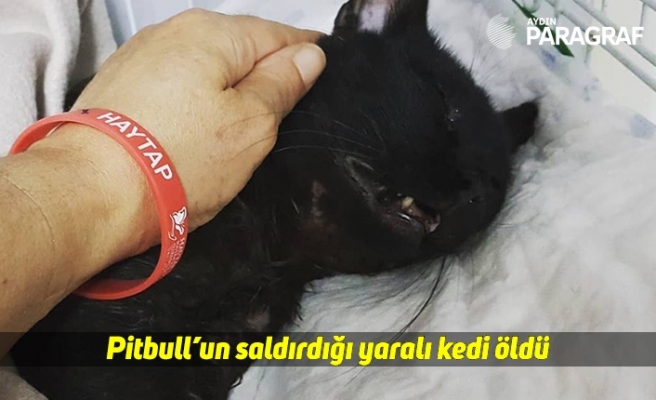Pitbull’un saldırdığı yaralı kedi öldü