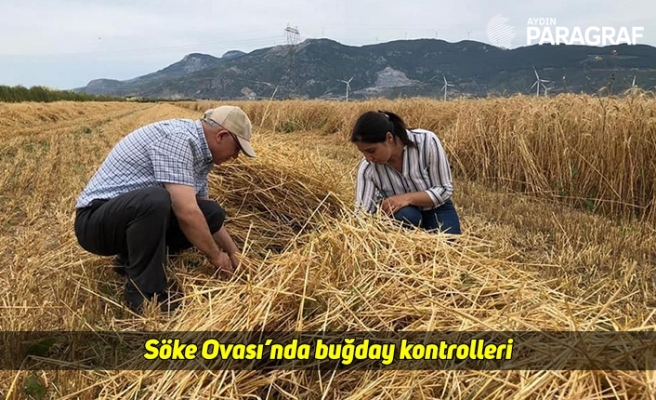 Söke Ovası’nda buğday kontrolleri