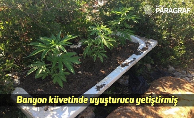 Banyon küvetinde uyuşturucu yetiştirmiş