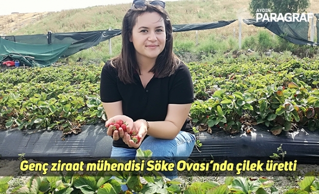 Genç ziraat mühendisi Söke Ovası’nda çilek üretti