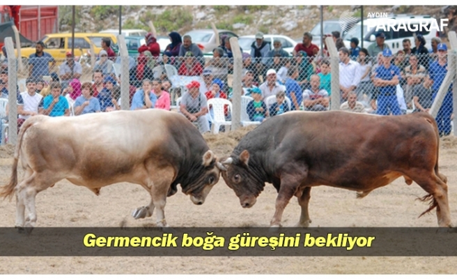 Germencik boğa güreşini bekliyor