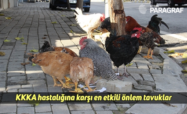KKKA hastalığına karşı en etkili önlem tavuklar