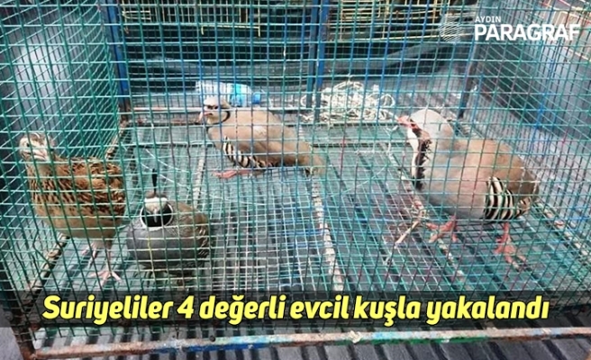 Suriyeliler 4 değerli evcil kuşla yakalandı