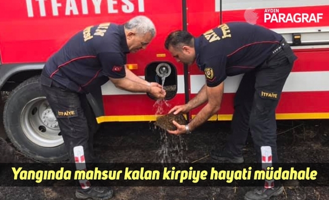 Yangında mahsur kalan kirpiye hayati müdahale