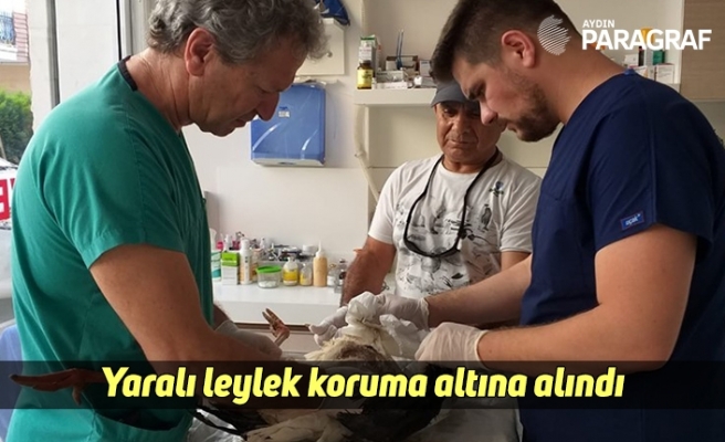 Yaralı leylek koruma altına alındı