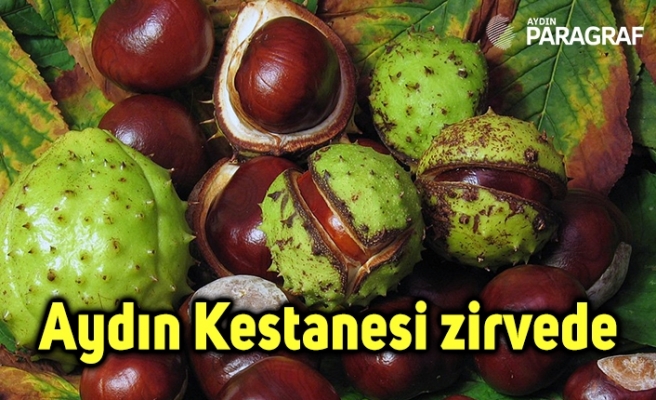 Aydın Kestanesi zirvede