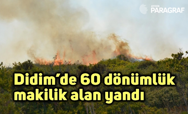 Didim’de 60 dönümlük makilik alan yandı