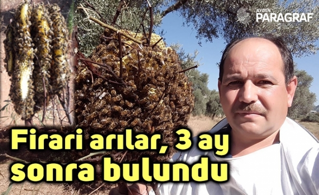 Firari arılar, 3 ay sonra bir evin bahçesinde böyle bulundu