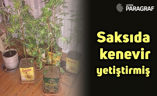Saksıda kenevir yetiştirmiş