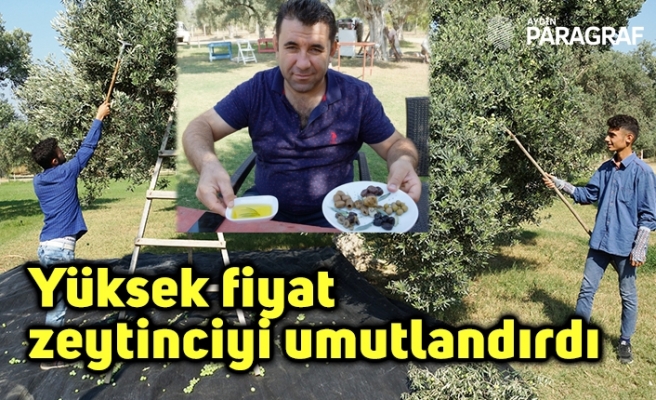 Yüksek fiyat zeytinciyi umutlandırdı