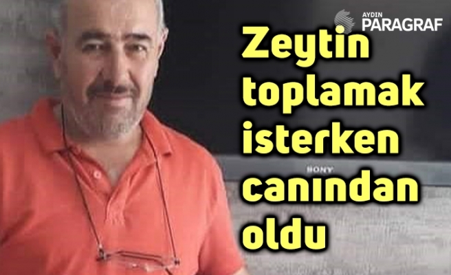Zeytin toplamak isterken canından oldu