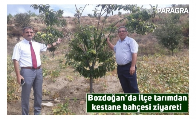 Bozdoğan’da ilçe tarımdan kestane bahçesi ziyareti