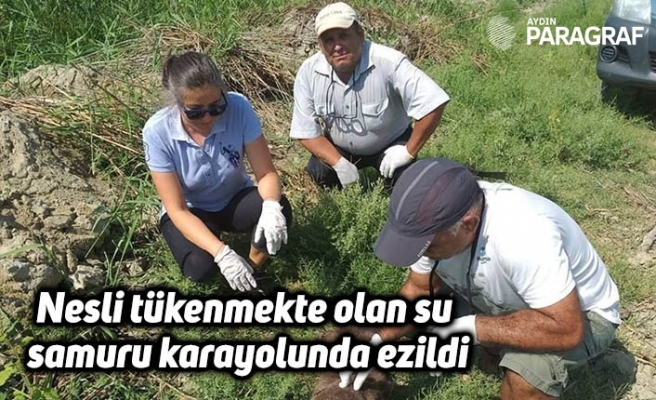 Nesli tükenmekte olan su samuru karayolunda ezildi