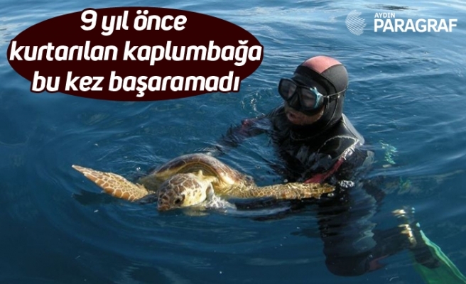 9 yıl önce kurtarılan kaplumbağa bu kez başaramadı