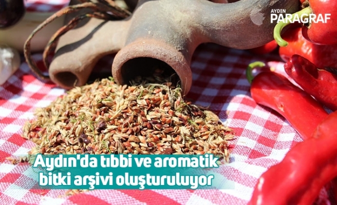 Aydın'da tıbbi ve aromatik bitki arşivi oluşturuluyor
