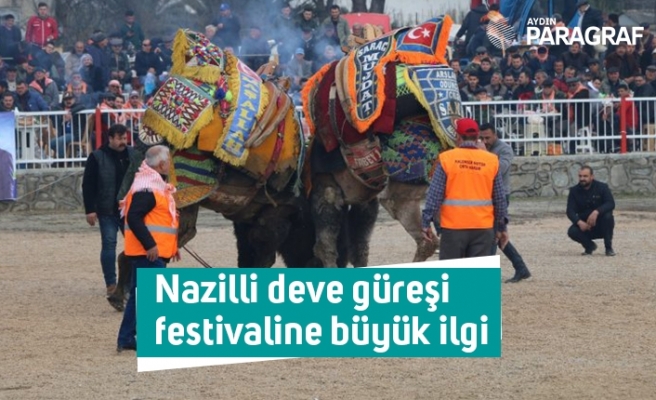 Nazilli deve güreşi festivaline büyük ilgi