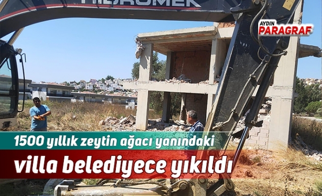 1500 yıllık zeytin ağacı yanındaki villa yıkıldı