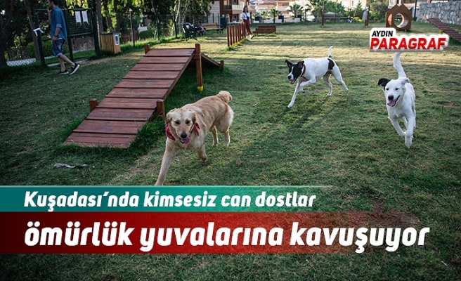 Kuşadası’nda kimsesiz can dostlar ömürlük yuvalarına kavuşuyor