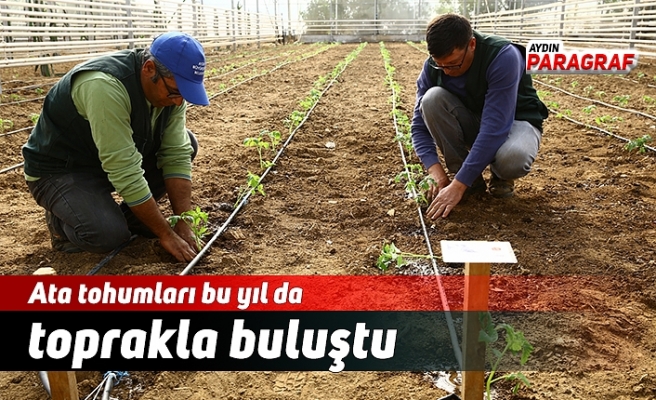 Ata tohumları bu yıl da toprakla buluştu