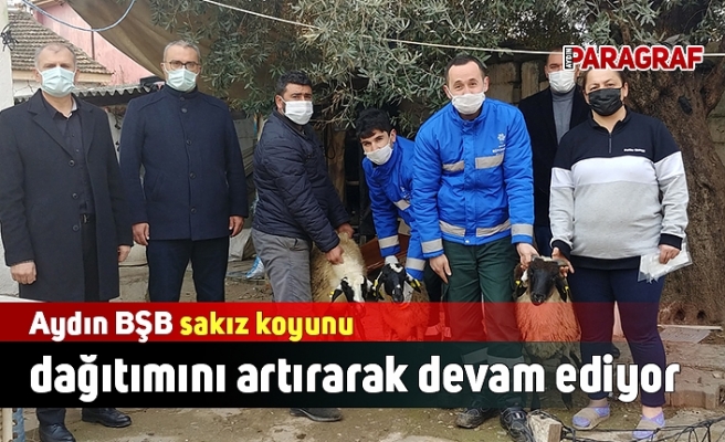 Aydın BŞB sakız koyunu dağıtımını artırarak devam ediyor