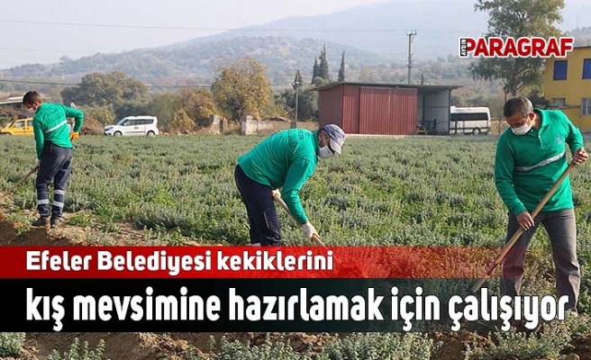 Efeler Belediyesi kekiklerini kış mevsimine hazırlamak için çalışıyor