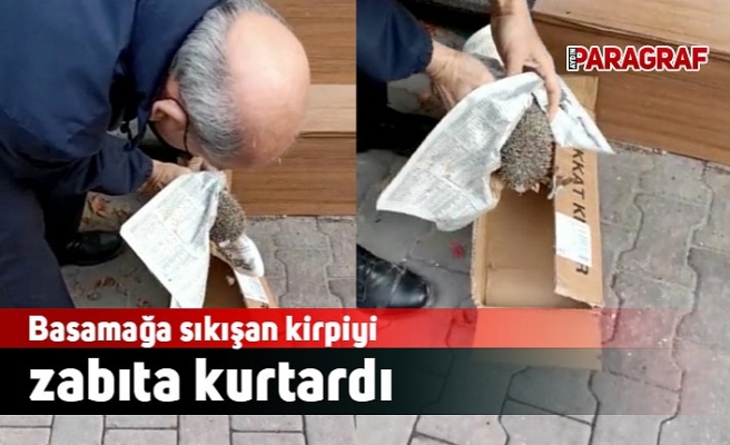 Basamağa sıkışan kirpiyi zabıta kurtardı