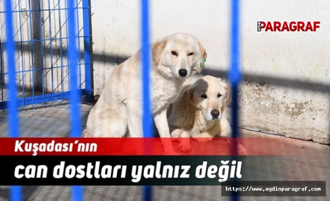 Kuşadası’nın can dostları yalnız değil
