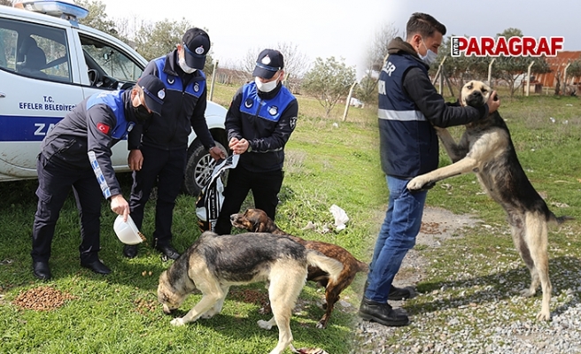 Efeler can dostlarını gıdasız da sevgisiz de bırakmıyor