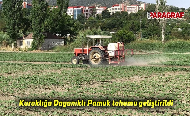 Kuraklığa Dayanıklı Pamuk tohumu geliştirildi