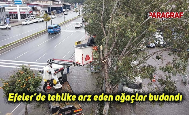 Efeler’de tehlike arz eden ağaçlar budandı