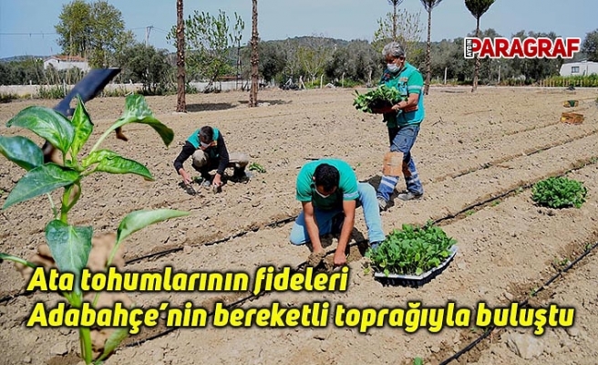 Ata tohumlarının fideleri Adabahçe’nin bereketli toprağıyla buluştu