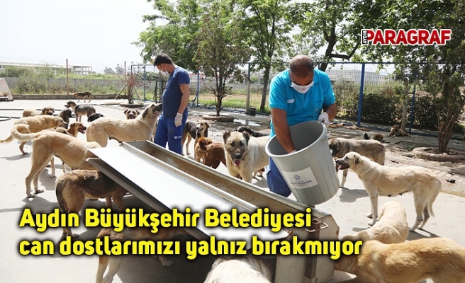 Aydın Büyükşehir Belediyesi can dostlarımızı yalnız bırakmıyor