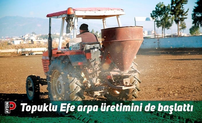 Topuklu Efe arpa üretimini de başlattı