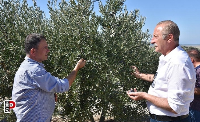 Başkan Atabay: Zeytinime dokunma