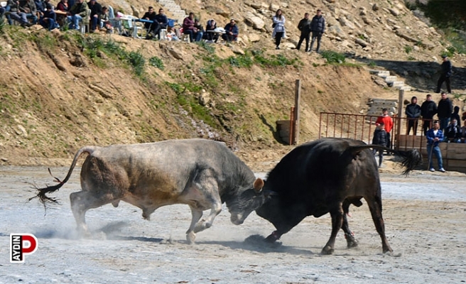 Koçarlı Boğa Güreşi Festivali renkli görüntülere sahne oldu