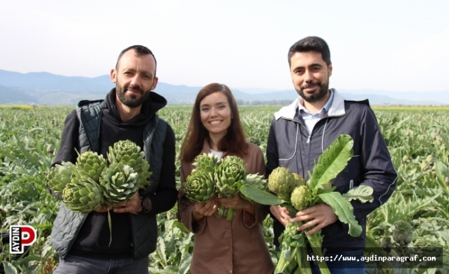 Menderes Çifti, Aydın enginarına değer kattı
