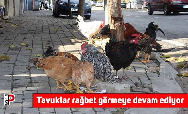 Tavuklar rağbet görmeye devam ediyor