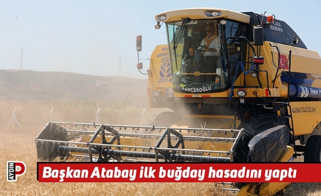 Başkan Atabay ilk buğday hasadını yaptı