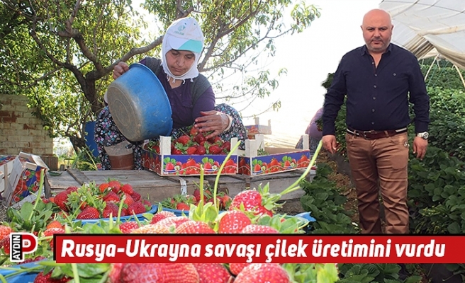 Rusya-Ukrayna savaşı çilek üretimini vurdu
