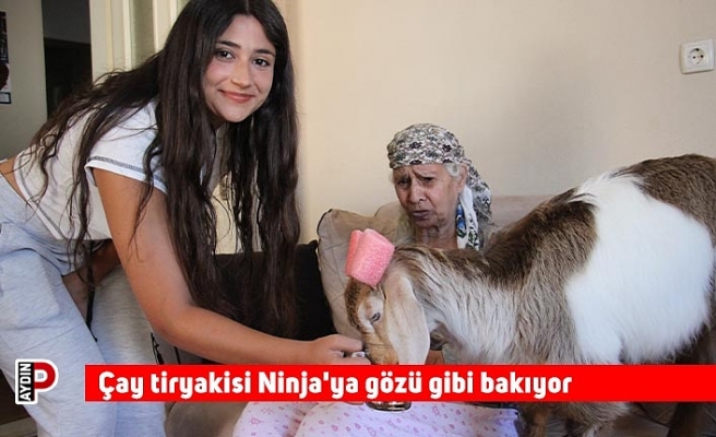 Çay tiryakisi Ninja'ya gözü gibi bakıyor