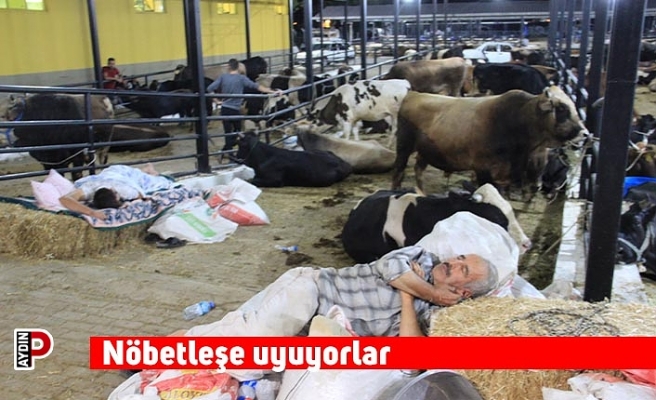Nöbetleşe uyuyorlar