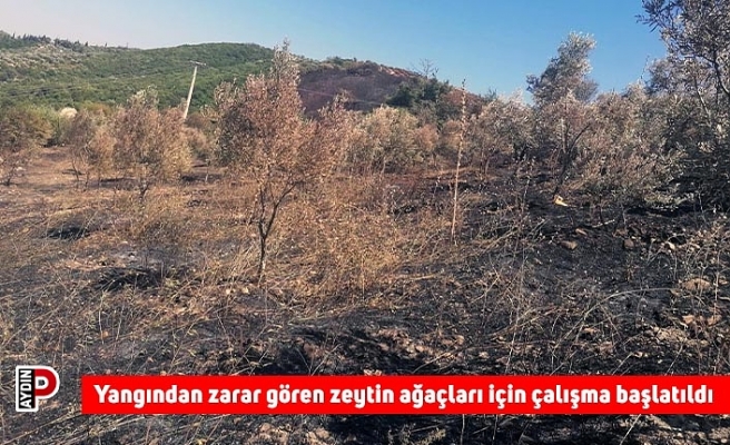 Yangından zarar gören zeytin ağaçları için çalışma başlatıldı